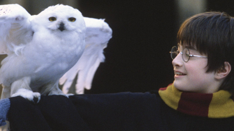 Harry (Daniel Radcliffe) with an owl in Harry Potter and the Sorcerer's Stone (2001).